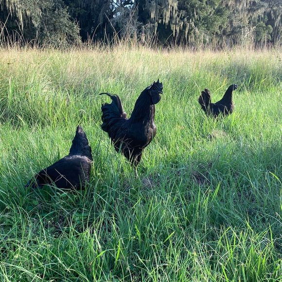 reichel_farms